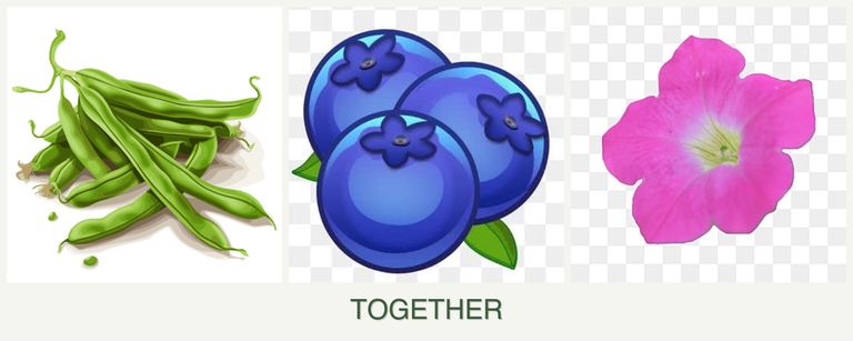 Can you plant beans, blueberries and petunias together?