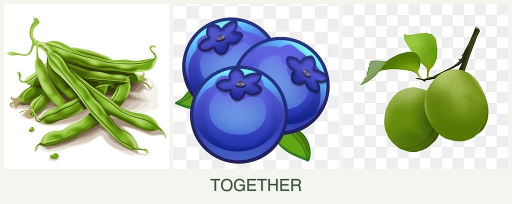 Can you plant beans, blueberries and plums together?