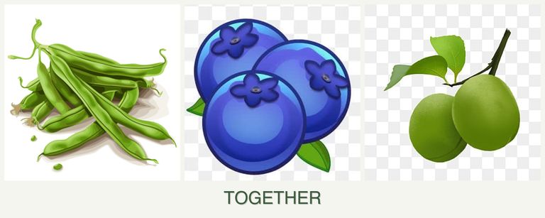 Can you plant beans, blueberries and plums together?