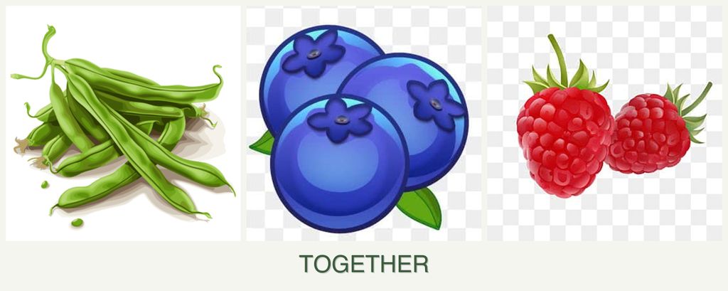 Can you plant beans, blueberries and raspberries together?