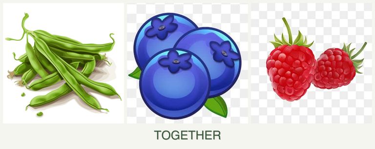 Can you plant beans, blueberries and raspberries together?