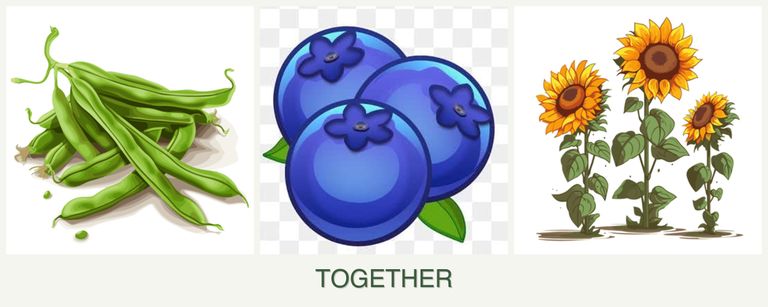 Can you plant beans, blueberries and sunflowers together?