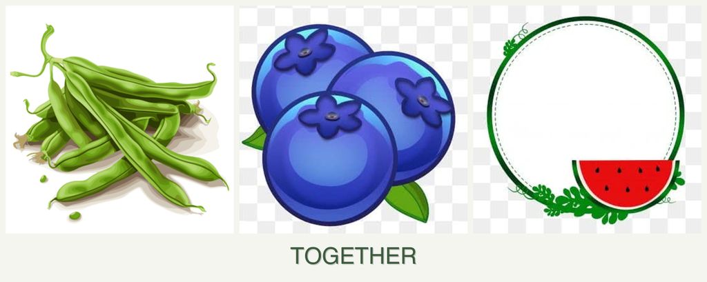 Can you plant beans, blueberries and watermelons together?