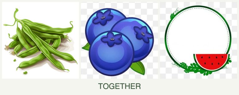 Can you plant beans, blueberries and watermelons together?