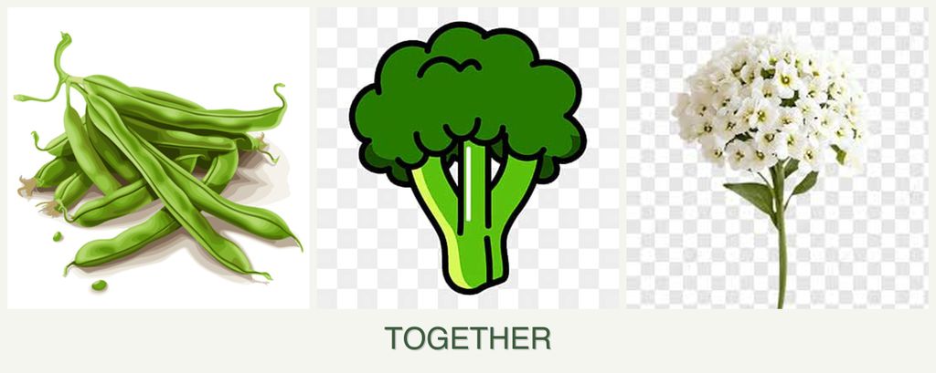 Can you plant beans, broccoli and alyssum together?