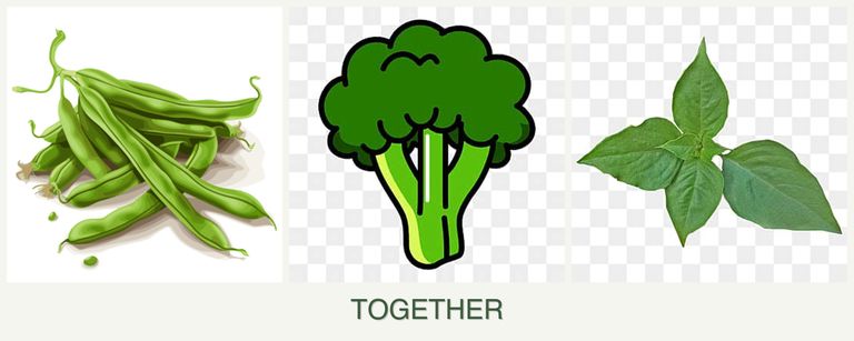 Can you plant beans, broccoli and basil together?