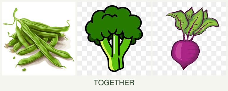 Can you plant beans, broccoli and beets together?