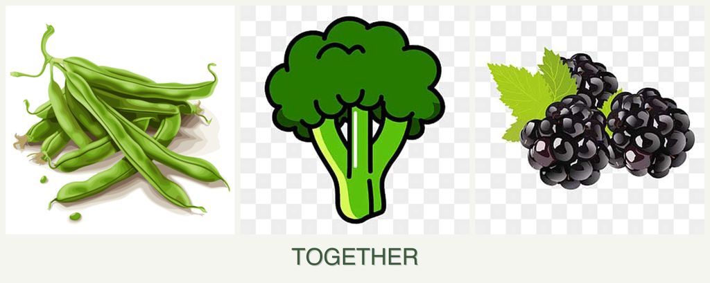 Can you plant beans, broccoli and blackberries together?