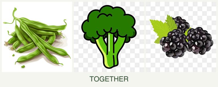 Can you plant beans, broccoli and blackberries together?