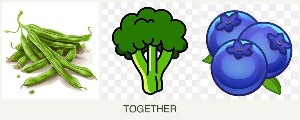 Can you plant beans, broccoli and blueberries together?