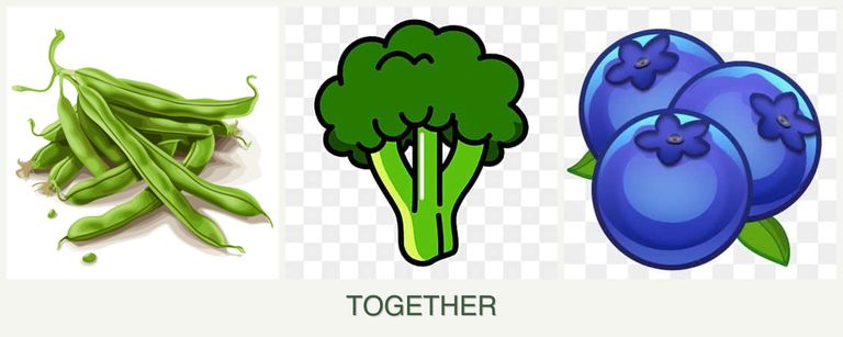 Can you plant beans, broccoli and blueberries together?