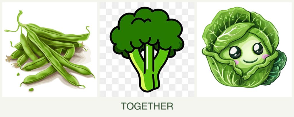 Can you plant beans, broccoli and cabbage together?