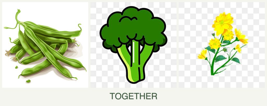 Can you plant beans, broccoli and calendula together?