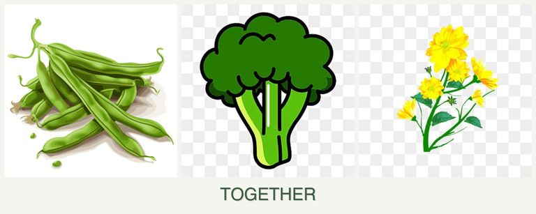 Can you plant beans, broccoli and calendula together?