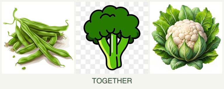 Can you plant beans, broccoli and cauliflower together?