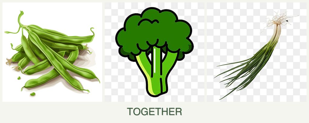 Can you plant beans, broccoli and chives together?