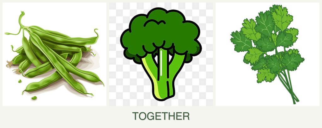 Can you plant beans, broccoli and cilantro together?