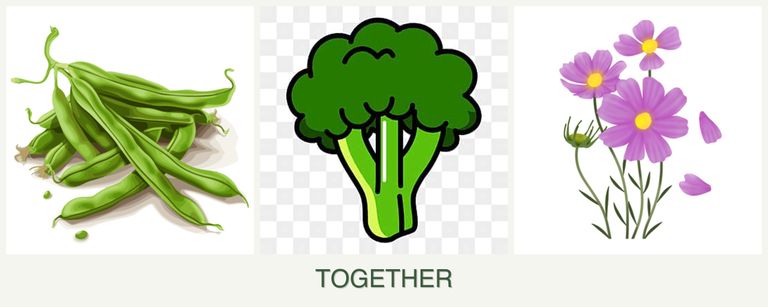 Can you plant beans, broccoli and cosmos together?