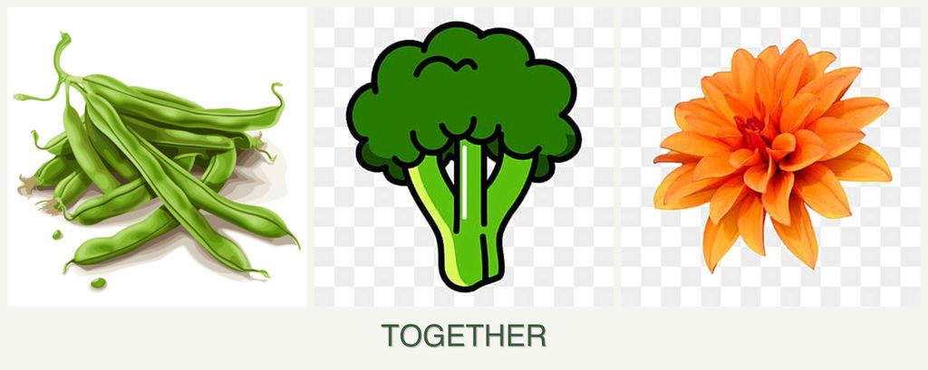 Can you plant beans, broccoli and dahlias together?