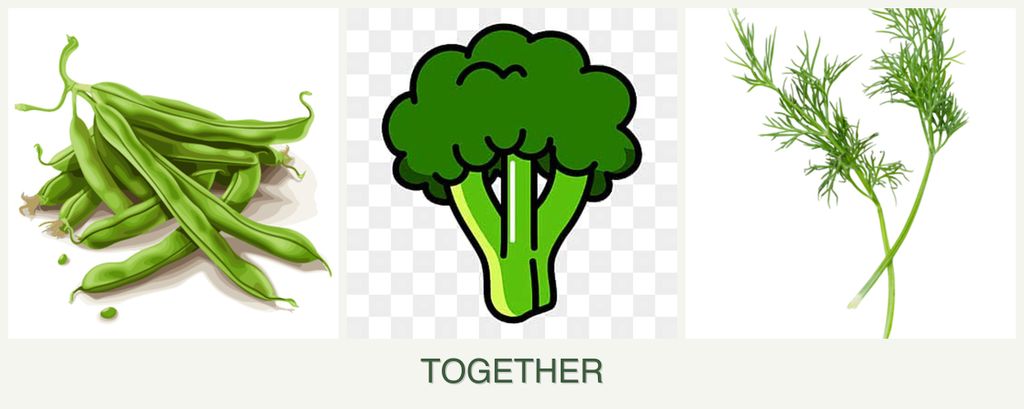 Can you plant beans, broccoli and dill together?