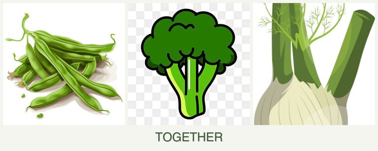 Can you plant beans, broccoli and fennel together?