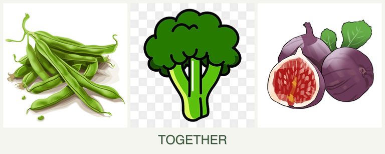 Can you plant beans, broccoli and figs together?