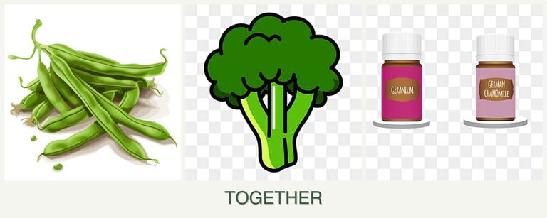 Can you plant beans, broccoli and geraniums together?