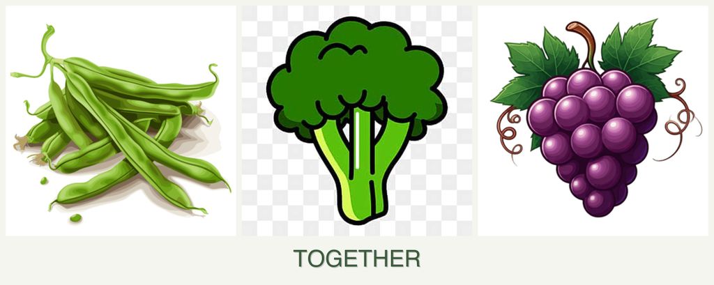 Can you plant beans, broccoli and grapes together?