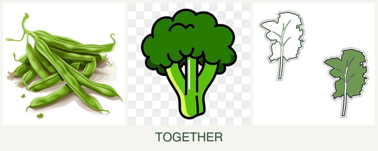 Can you plant beans, broccoli and kale together?