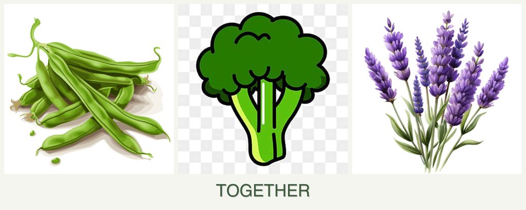 Can you plant beans, broccoli and lavender together?