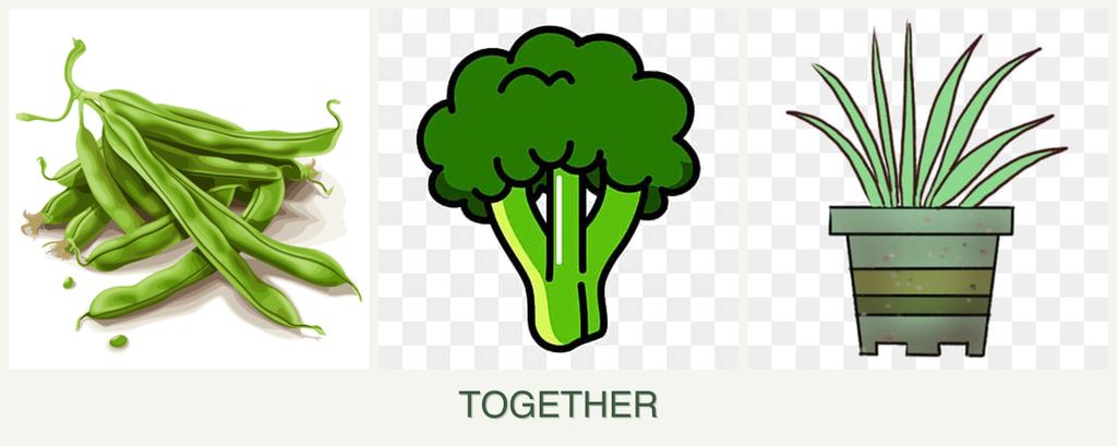 Can you plant beans, broccoli and lemongrass together?