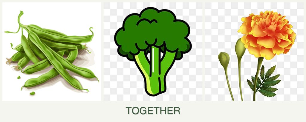 Can you plant beans, broccoli and marigolds together?