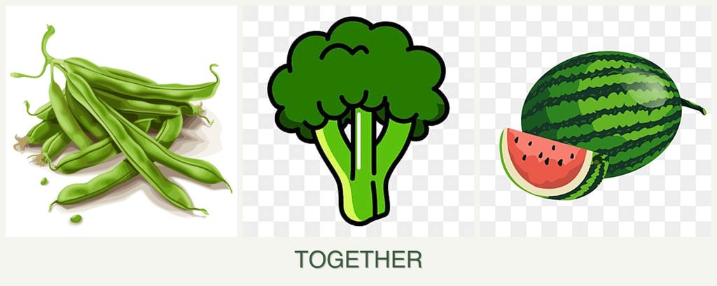 Can you plant beans, broccoli and melons together?