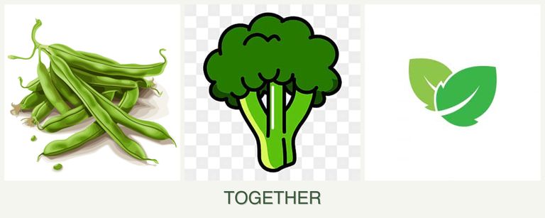 Can you plant beans, broccoli and mint together?