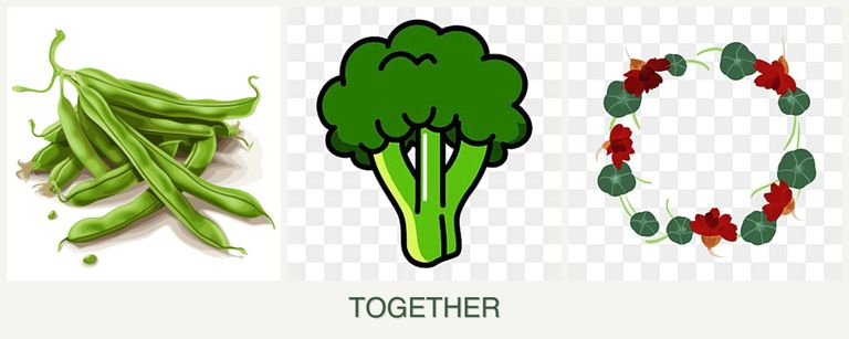 Can you plant beans, broccoli and nasturtiums together?