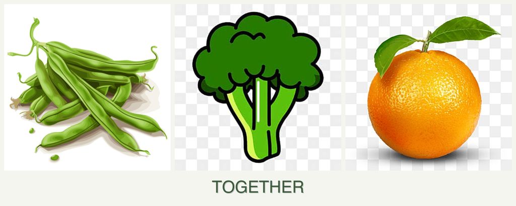 Can you plant beans, broccoli and oranges together?