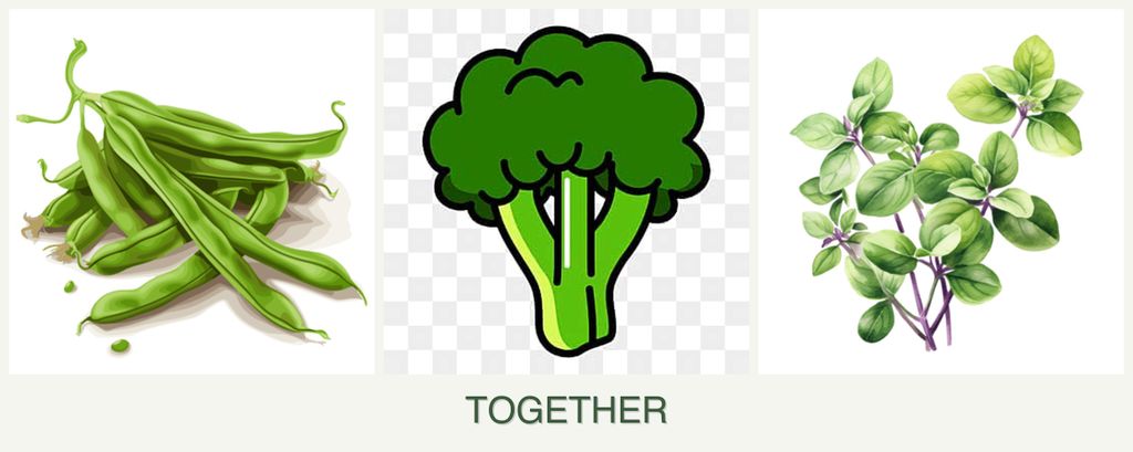 Can you plant beans, broccoli and oregano together?