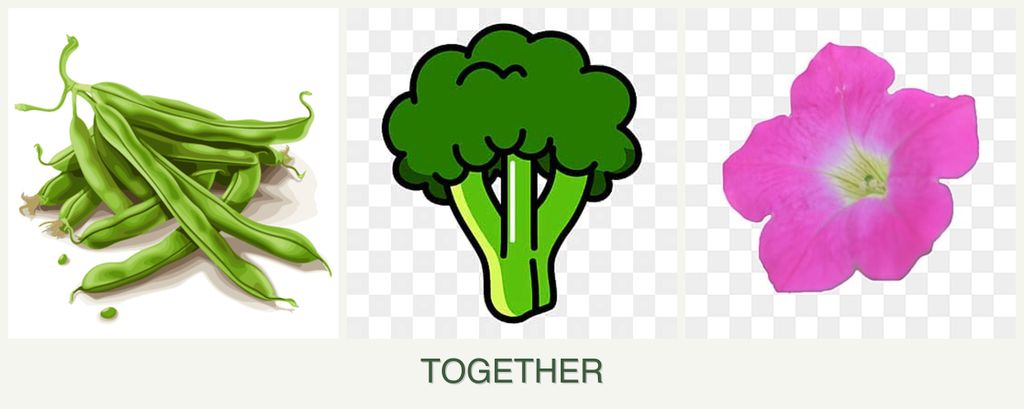 Can you plant beans, broccoli and petunias together?