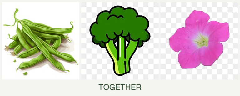 Can you plant beans, broccoli and petunias together?