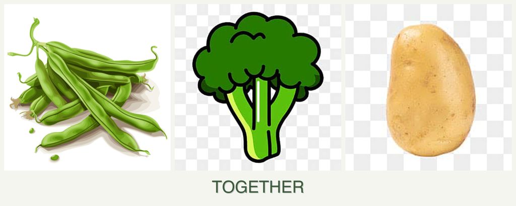 Can you plant beans, broccoli and potatoes together?