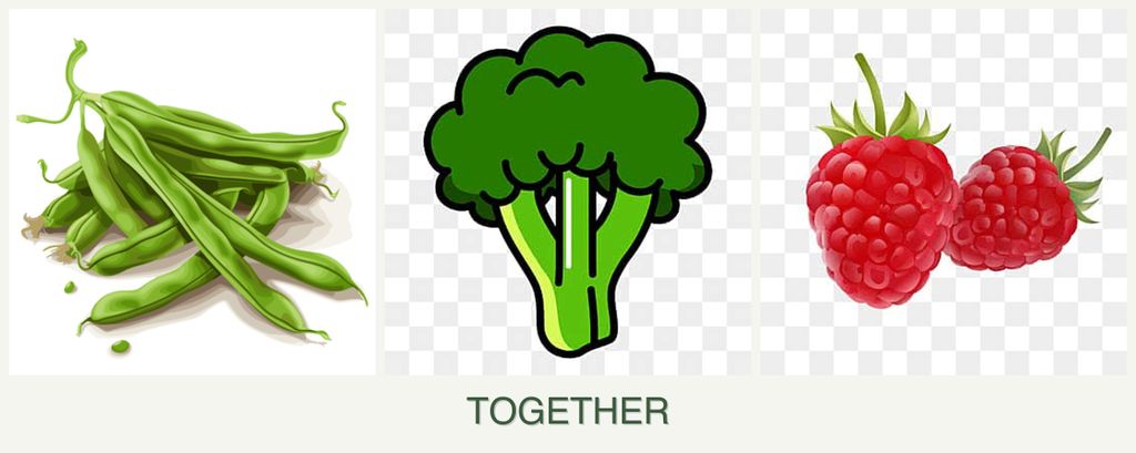 Can you plant beans, broccoli and raspberries together?