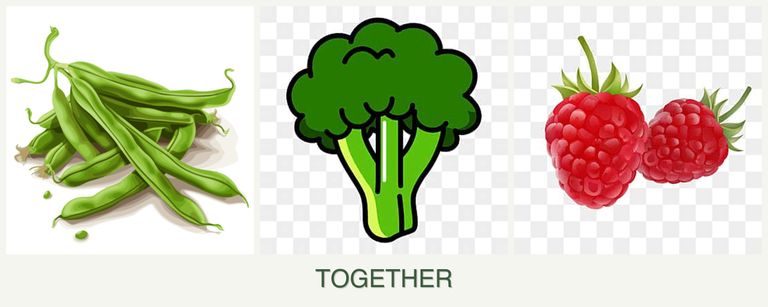 Can you plant beans, broccoli and raspberries together?
