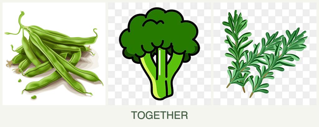 Can you plant beans, broccoli and rosemary together?