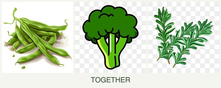 Can you plant beans, broccoli and rosemary together?