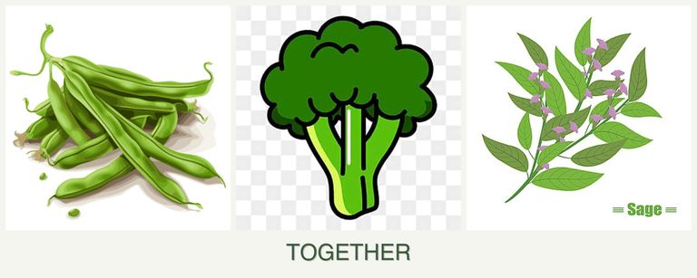 Can you plant beans, broccoli and sage together?