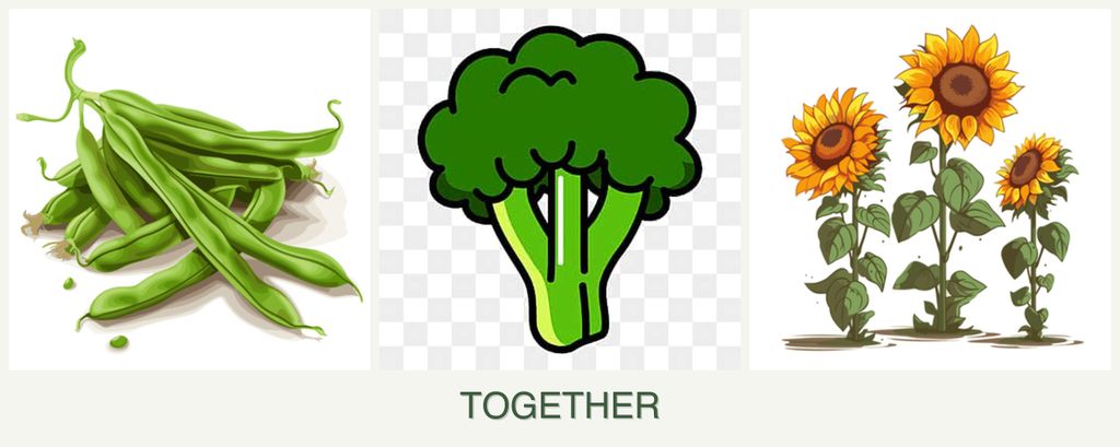 Can you plant beans, broccoli and sunflowers together?