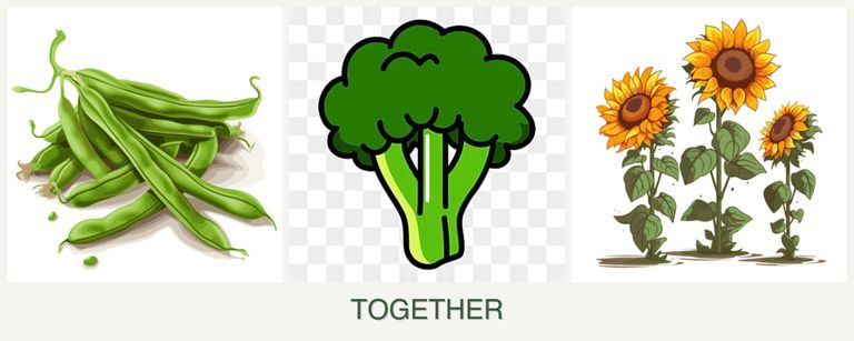 Can you plant beans, broccoli and sunflowers together?
