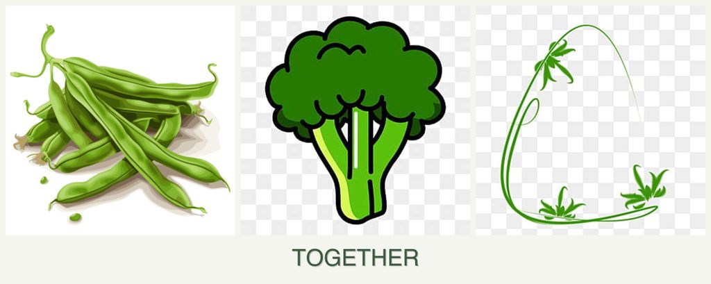 Can you plant beans, broccoli and tarragon together?