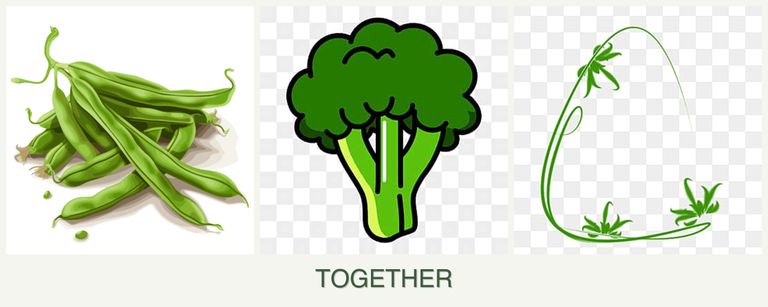 Can you plant beans, broccoli and tarragon together?