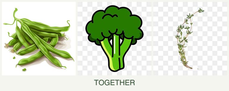 Can you plant beans, broccoli and thyme together?